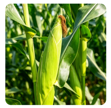 Yiman Agriculture laajentaa ensiluokkaisten maataloushyödykkeiden maailmanlaajuista toimitusketjua