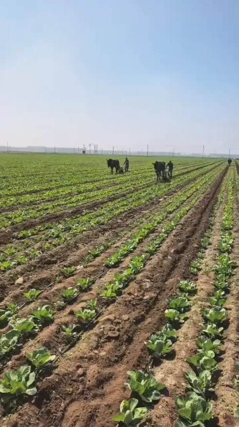 Koska maailmanlaajuisessa tuoretuotteiden varastoinnissa ja kuljetuksessa esiintyy usein haasteita, miten voimme säilyttää Yiman Agriculturalin pyöreän kaalin tuoreen laadun päästä päähän?