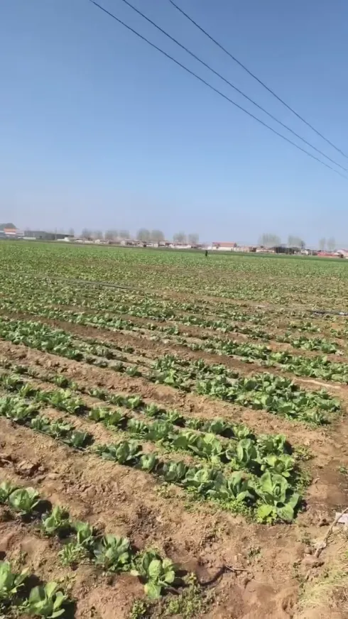 Mitkä ydinvahvuudet tekevät Yiman Agriculturesta ihanteellisen toimittajan marinoidun kaalin bulkkituontiprojekteihin?
