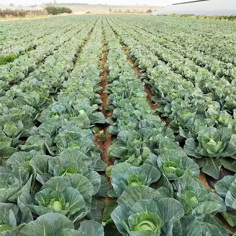Farm tuore pyöreä kaali