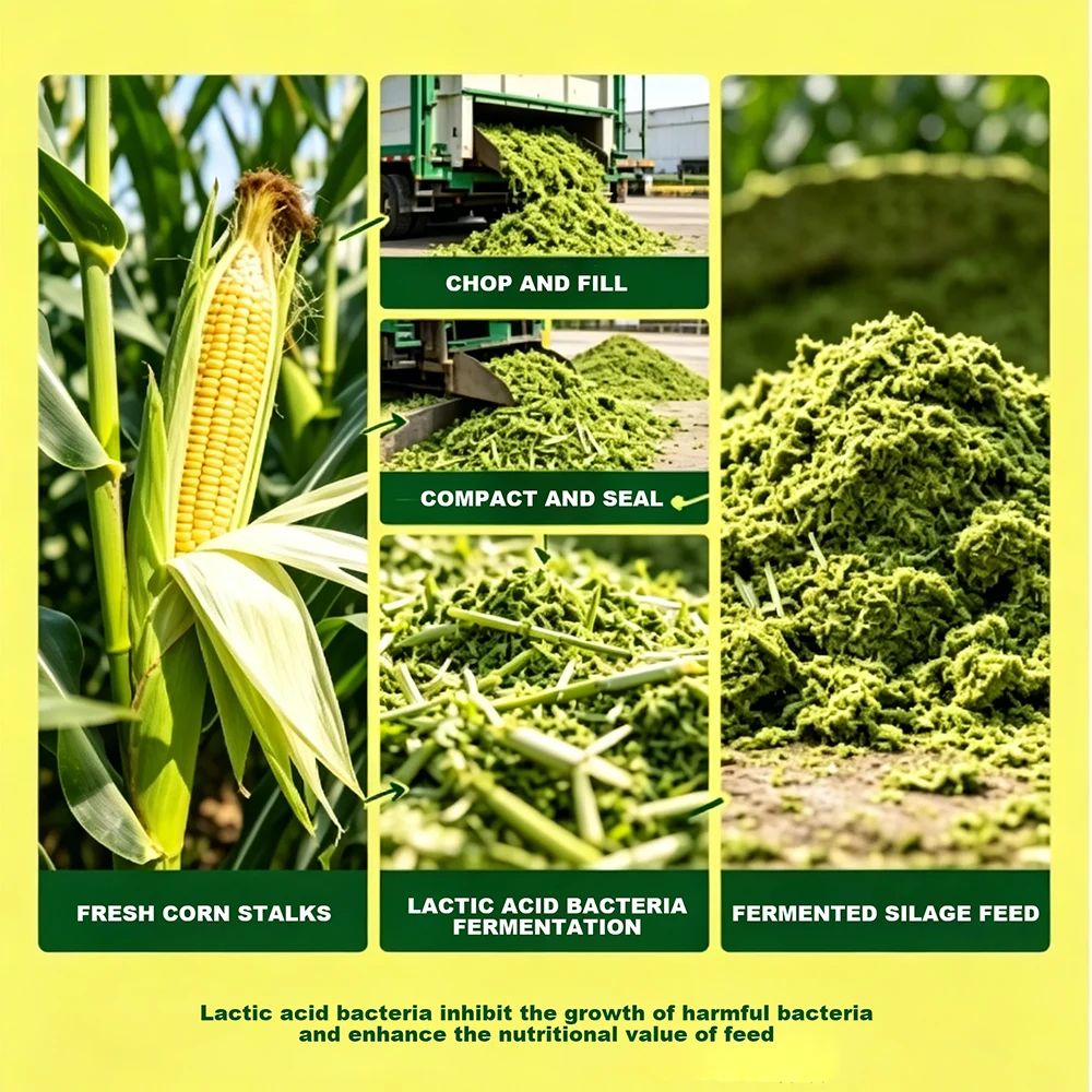 Lactic Acid Fermented Corn Silage
