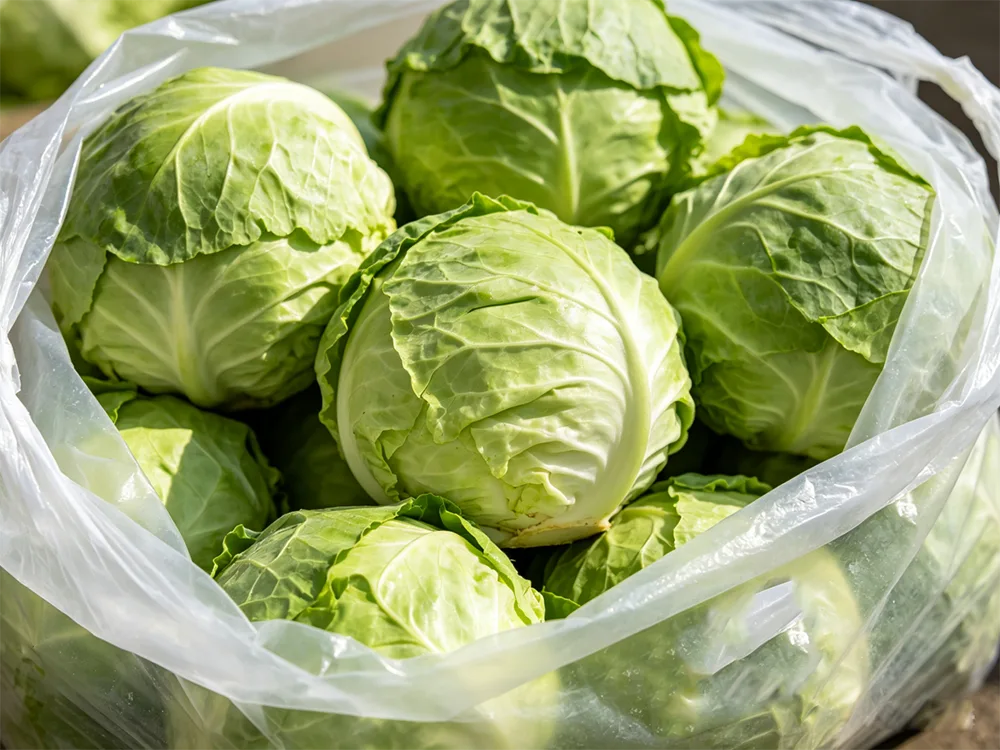 Net Bag Packed Round Cabbage