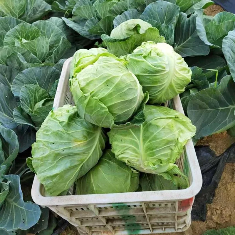 Keskikokoinen tuore pyöreä kaali